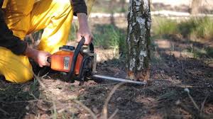 Best Fruit Tree Pruning  in Shreveport, LA