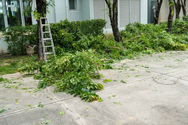 Reliable Shreveport, LA Tree Services Solutions