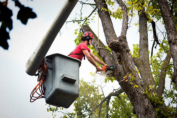 How Our Tree Care Process Works  in  Shreveport, LA