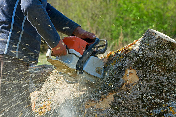 Best Tree Health Inspection  in Shreveport, LA